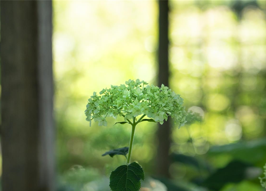 Strauch-Hortensie