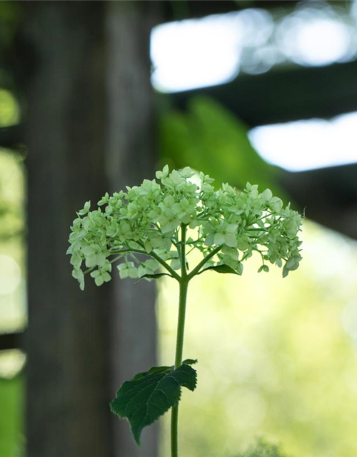 Strauch-Hortensie