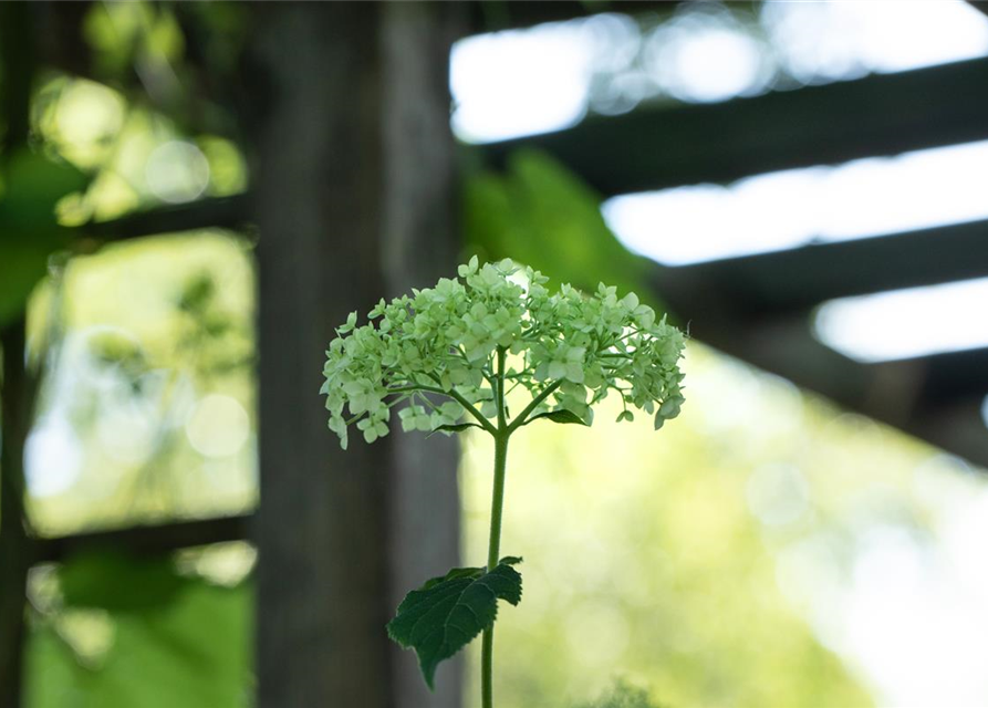 Strauch-Hortensie