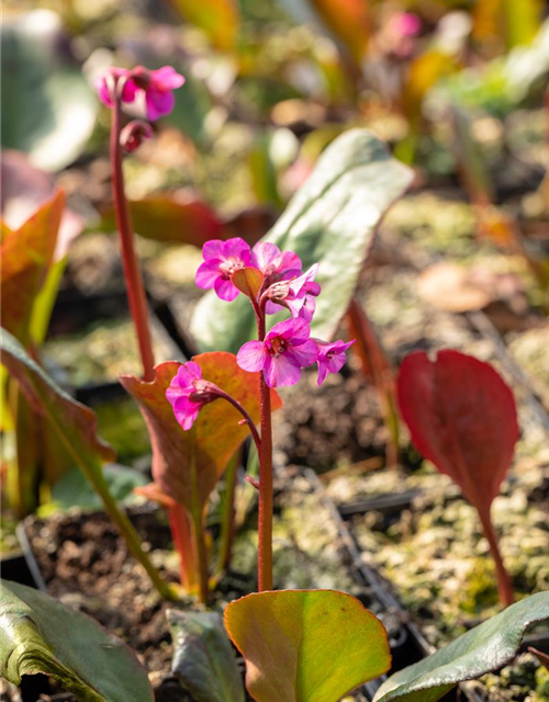 Bergenia cordifolia 'Eroica'