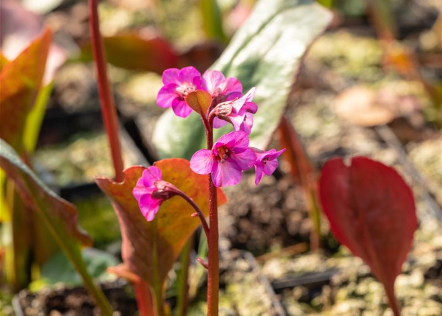 Bergenia cordifolia 'Eroica'