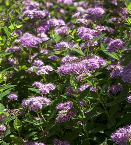 Spiraea in Sorten -Set-