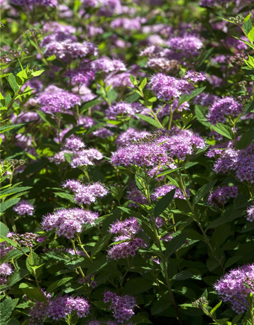 Spiraea in Sorten -Set-