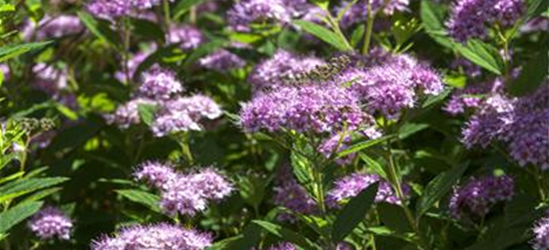 Spiraea in Sorten -Set-