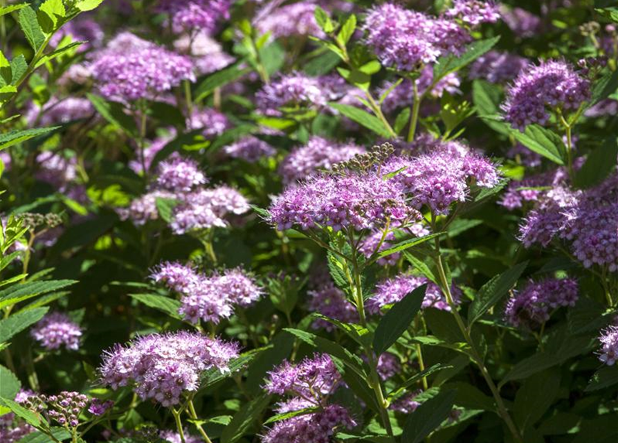 Spiraea in Sorten -Set-