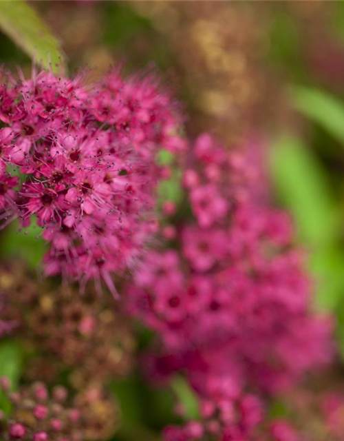 Spiraea in Sorten -Set-