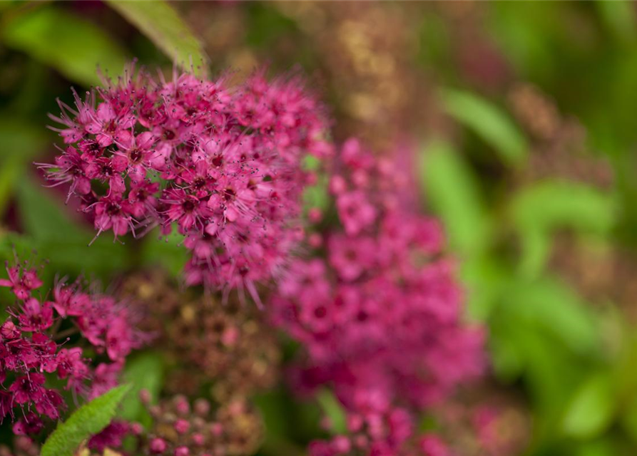 Spiraea in Sorten -Set-