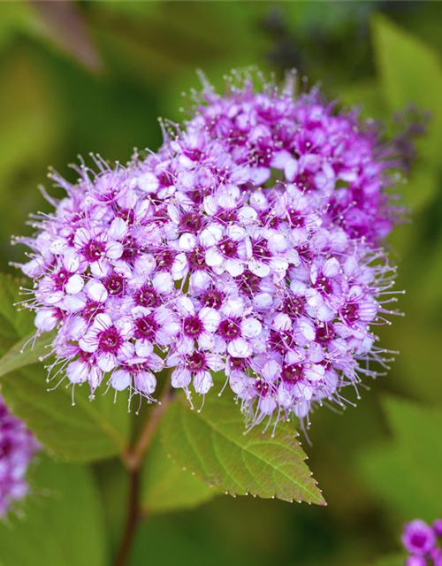 Spiraea in Sorten -Set-