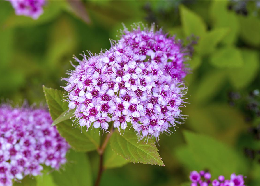 Spiraea in Sorten -Set-