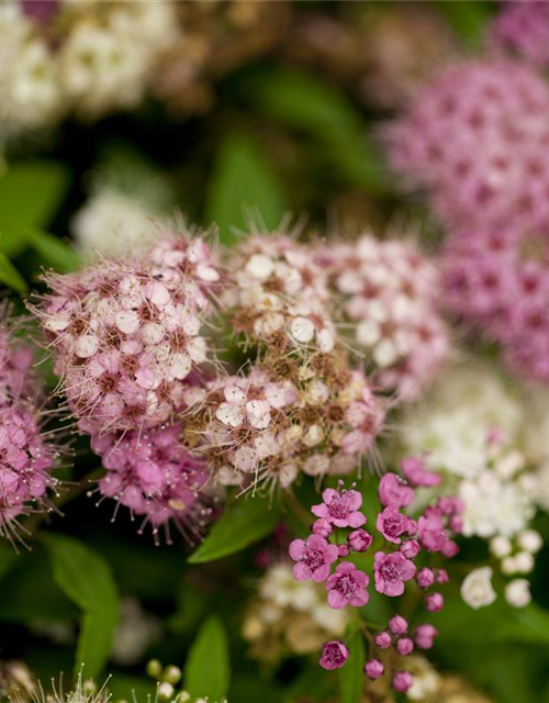 Spiraea in Sorten -Set-