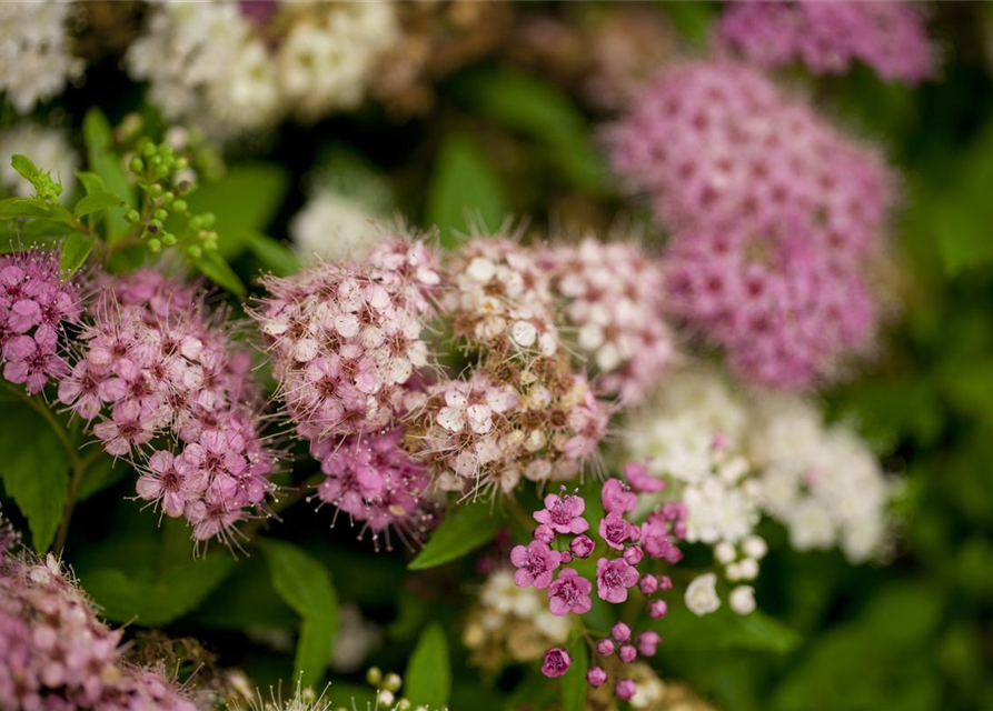 Spiraea in Sorten -Set-