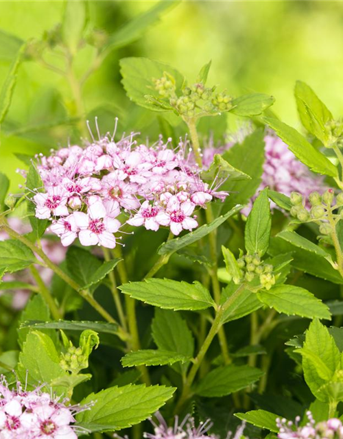 Spiraea in Sorten -Set-