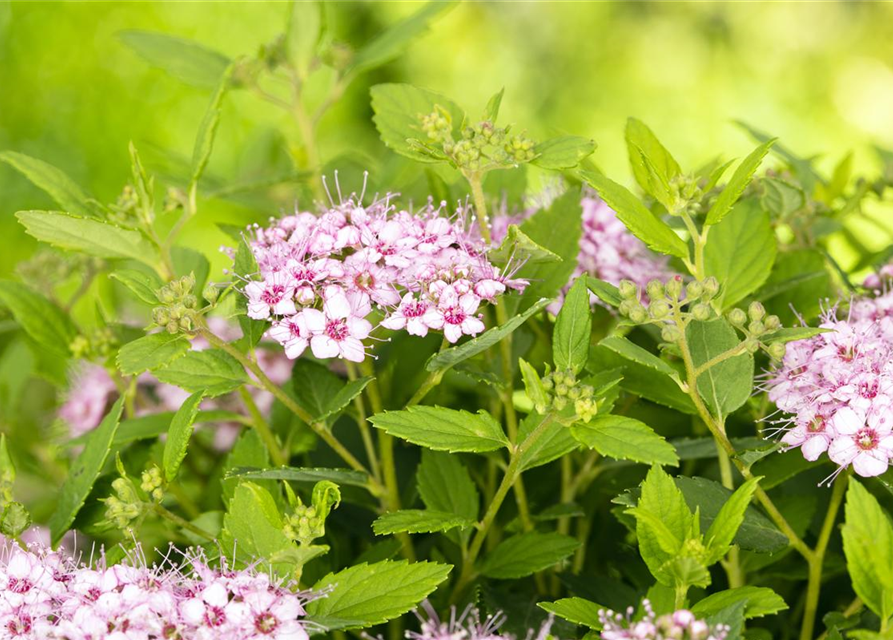 Spiraea in Sorten -Set-