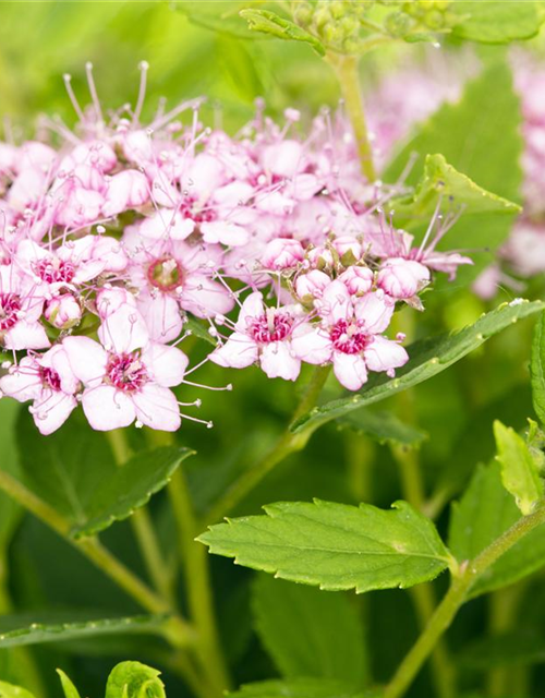 Spiraea in Sorten -Set-