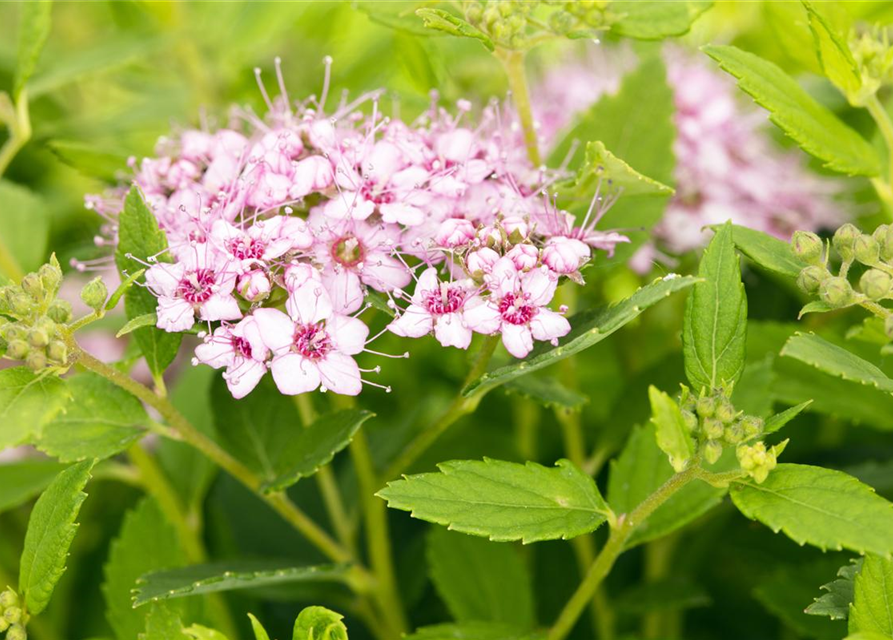 Spiraea in Sorten -Set-