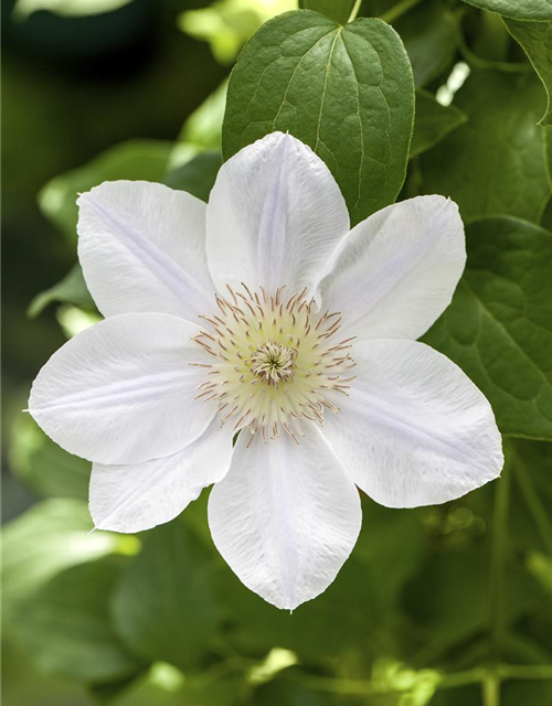 Clematis hybrida 'Ninon'®