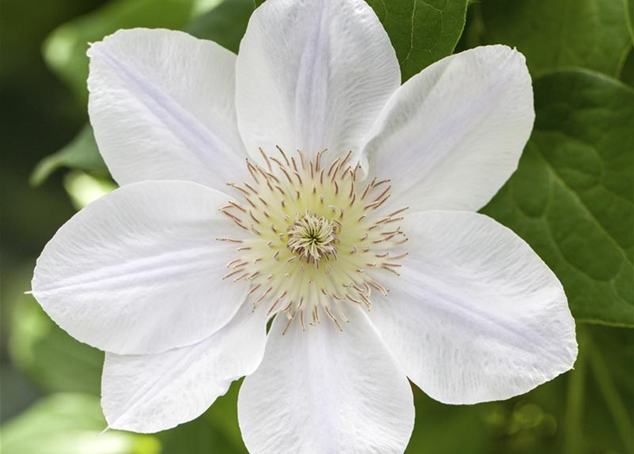 Clematis hybrida 'Ninon'®