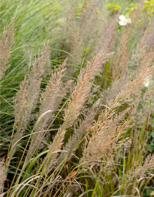 Calamagrostis brachytricha