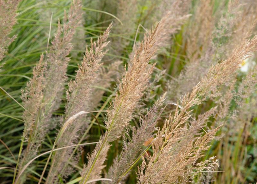 Calamagrostis brachytricha