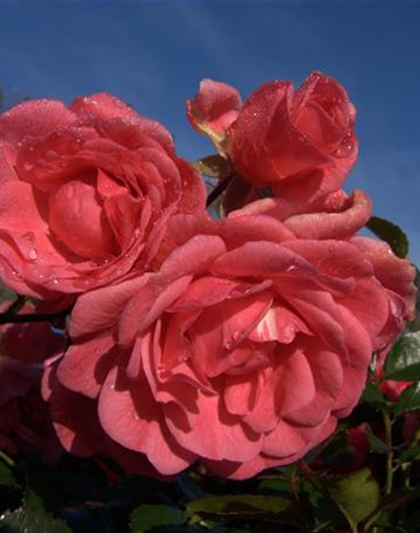 Bodendeckerrose 'Palmengarten Frankfurt'®