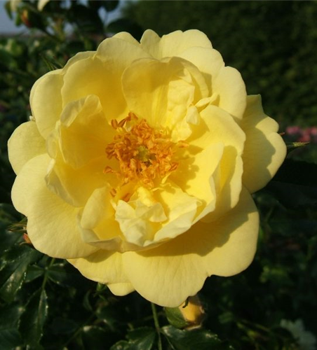 Bodendeckerrose 'Sunny Rose'®