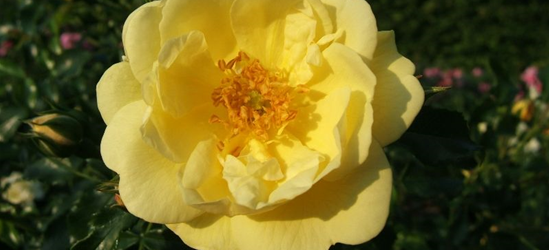 Bodendeckerrose 'Sunny Rose'®