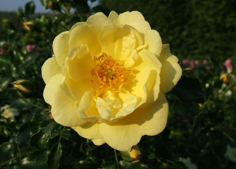 Bodendeckerrose 'Sunny Rose'®