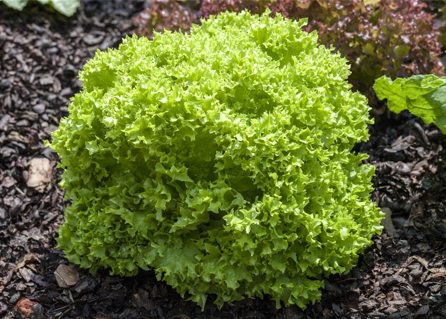 Blatt-Salat-Samen 'Lollo bionda'