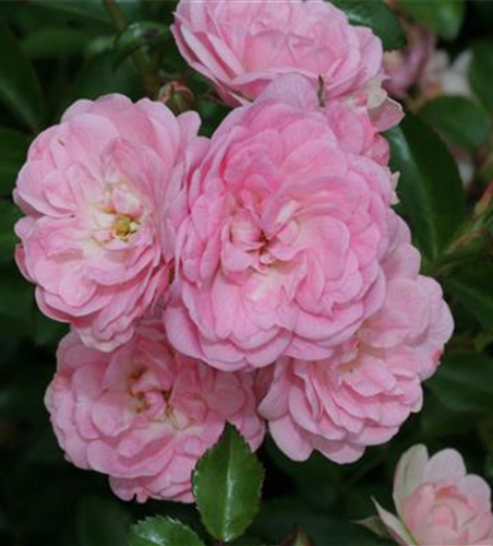 Bodendeckerrose 'The Fairy'