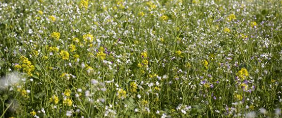 Bodenverbesserung – den Garten fit fürs neue Jahr machen