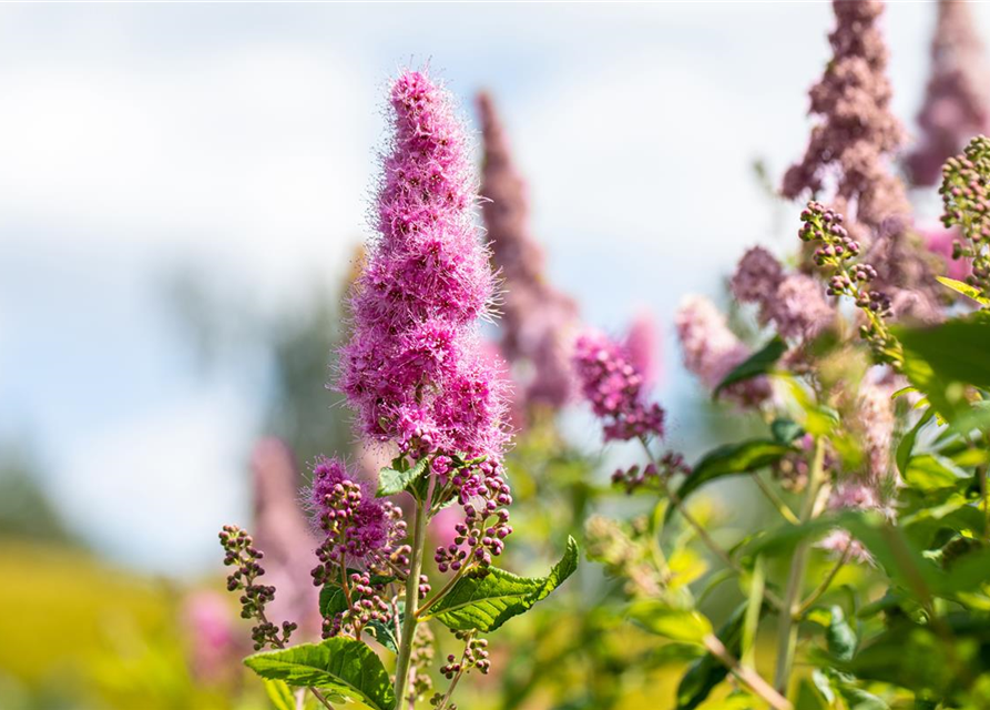 Kolbenspiere 'Triumphans'