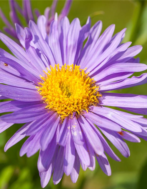 Aster alpinus 'Dunkle Schöne'