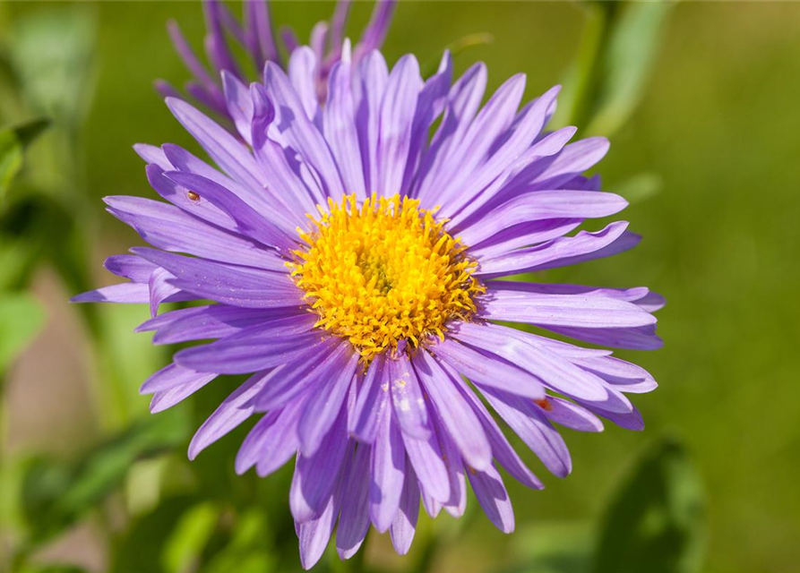 Aster alpinus 'Dunkle Schöne'