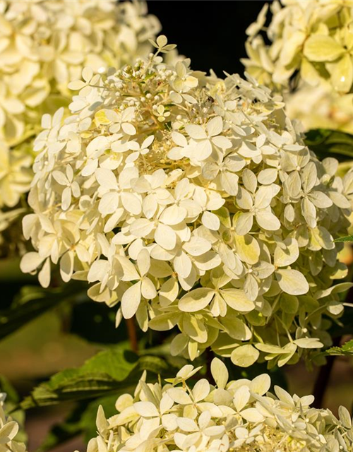 Hydrangea paniculata 'Phantom'