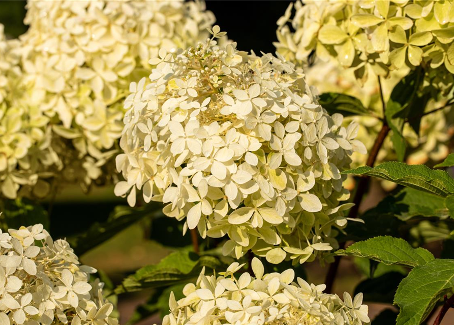 Hydrangea paniculata 'Phantom'