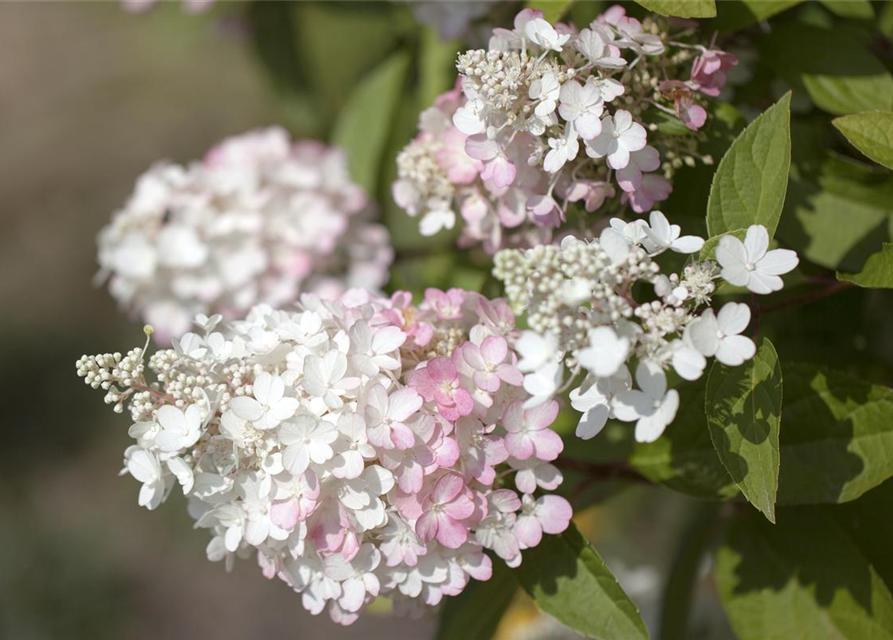 Rispenhortensie 'Pinky Winky'®