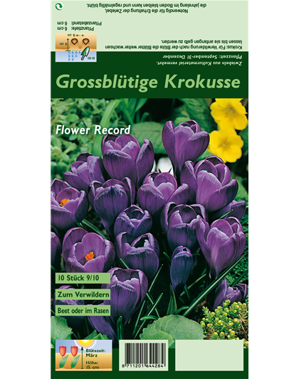 Frühlings-Krokus 'Flower Record'