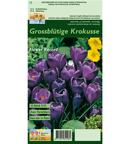 Frühlings-Krokus 'Flower Record'