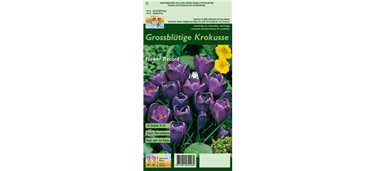 Frühlings-Krokus 'Flower Record'