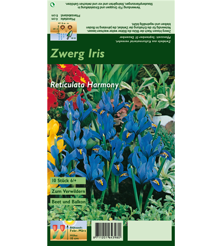 Zwerg-Iris 'Harmony'