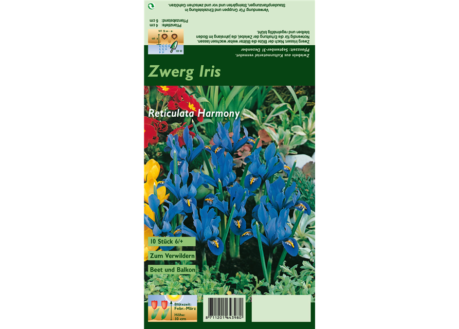 Zwerg-Iris 'Harmony'