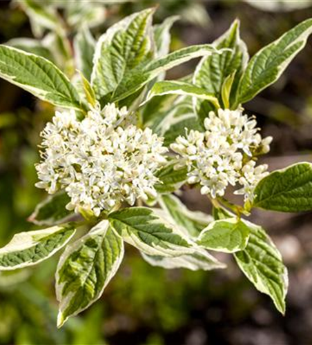 Hartriegel 'Sibirica Variegata'