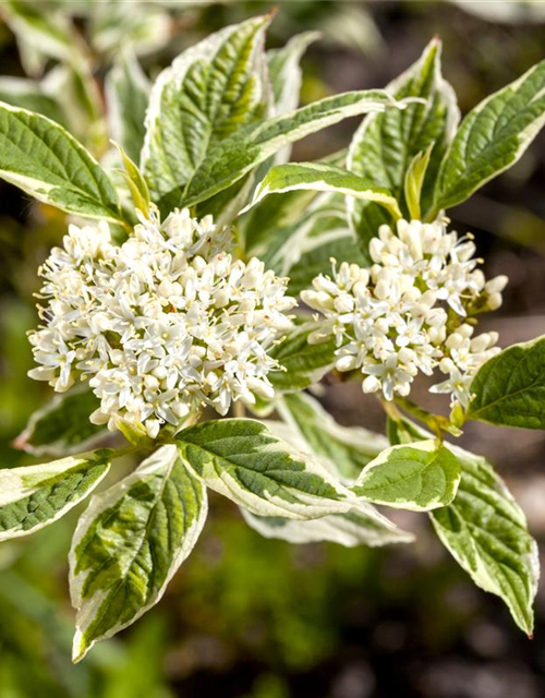 Hartriegel 'Sibirica Variegata'