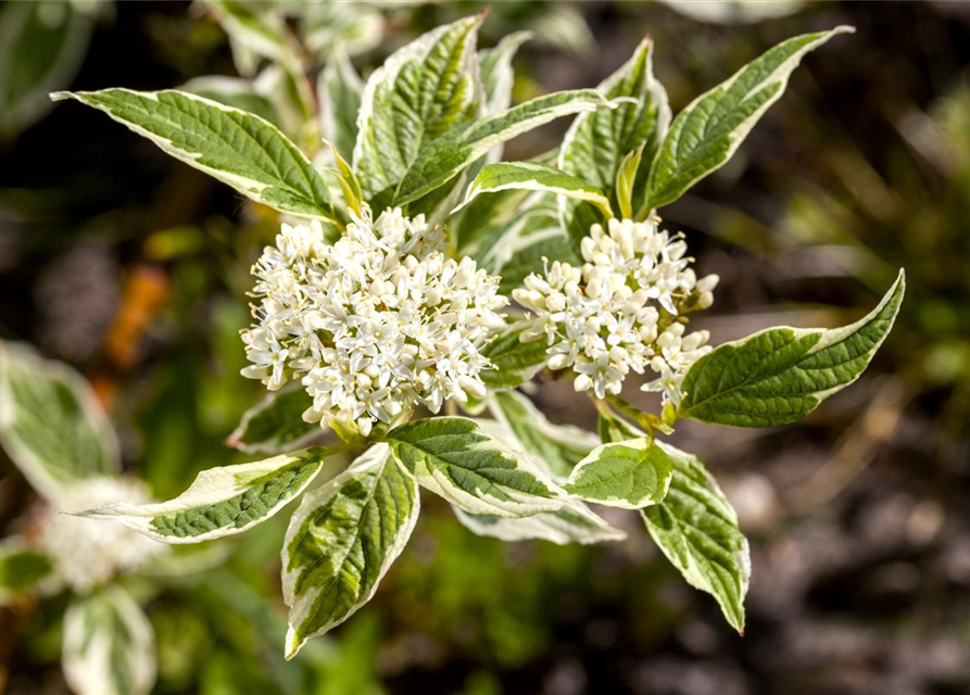 Hartriegel 'Sibirica Variegata'