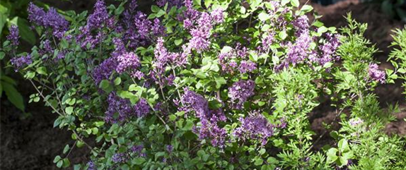 Laubgehölze pflegen und den Garten in Schuss halten 