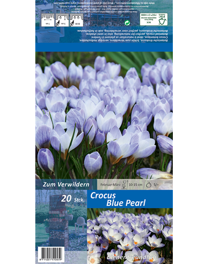 Kleiner Garten-Krokus 'Blue Pearl'