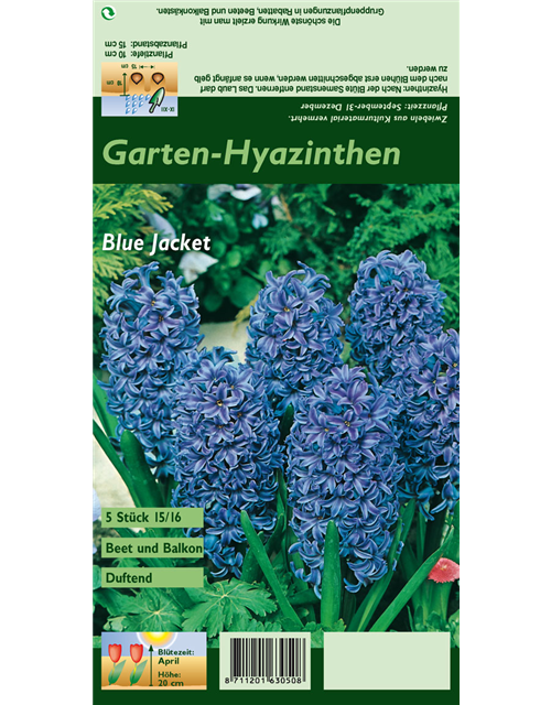 Hyazinthe 'Blue Jacket'