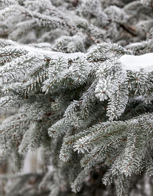 Abies nordmanniana