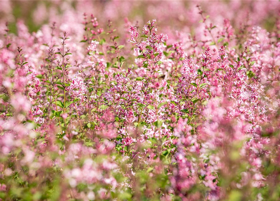 Edelflieder Bloomerang® 'Pink Perfume'(s)