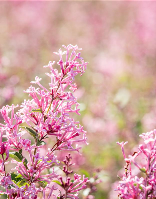 Edelflieder Bloomerang® 'Pink Perfume'(s)